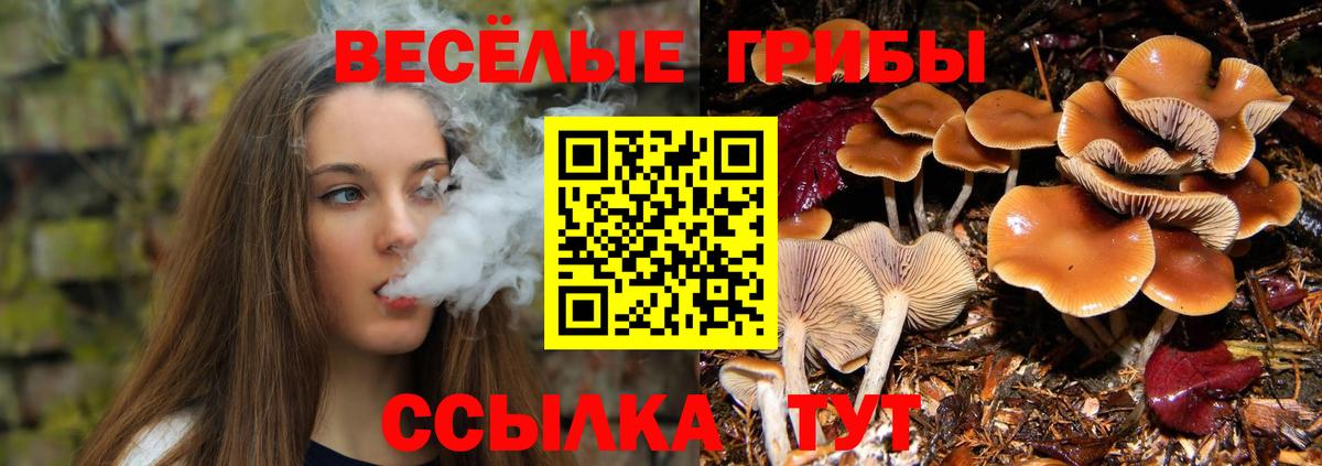 Псилоцибиновые грибы Psilocybe Михайловск
